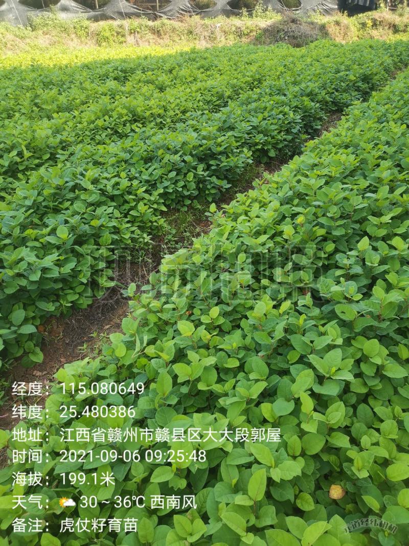 虎杖苗，自家育苗基地，提供种植技术，保证成活率。