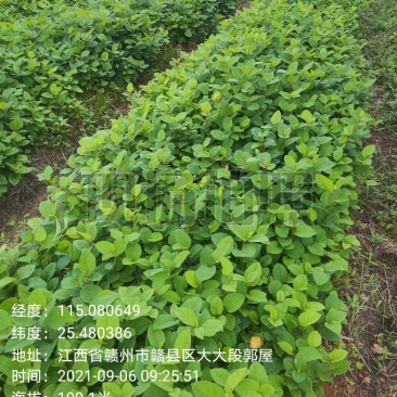 虎杖苗，自家育苗基地，提供种植技术，保证成活率。