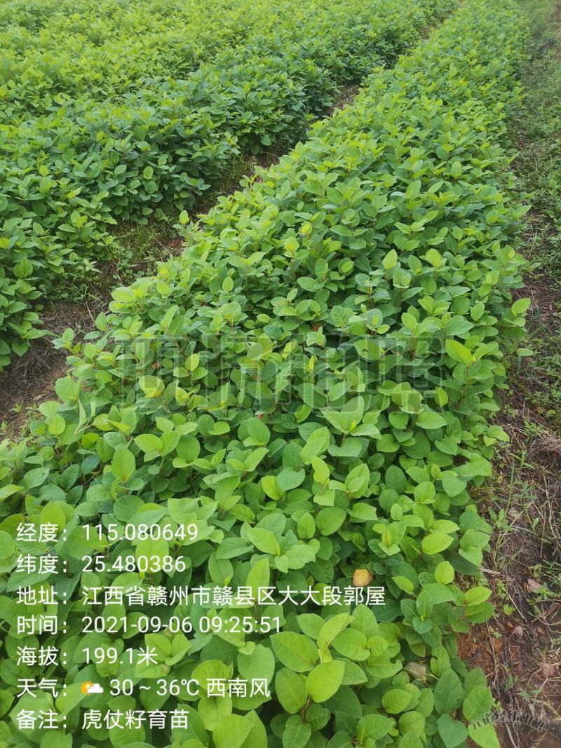 虎杖苗，自家育苗基地，提供种植技术，保证成活率。