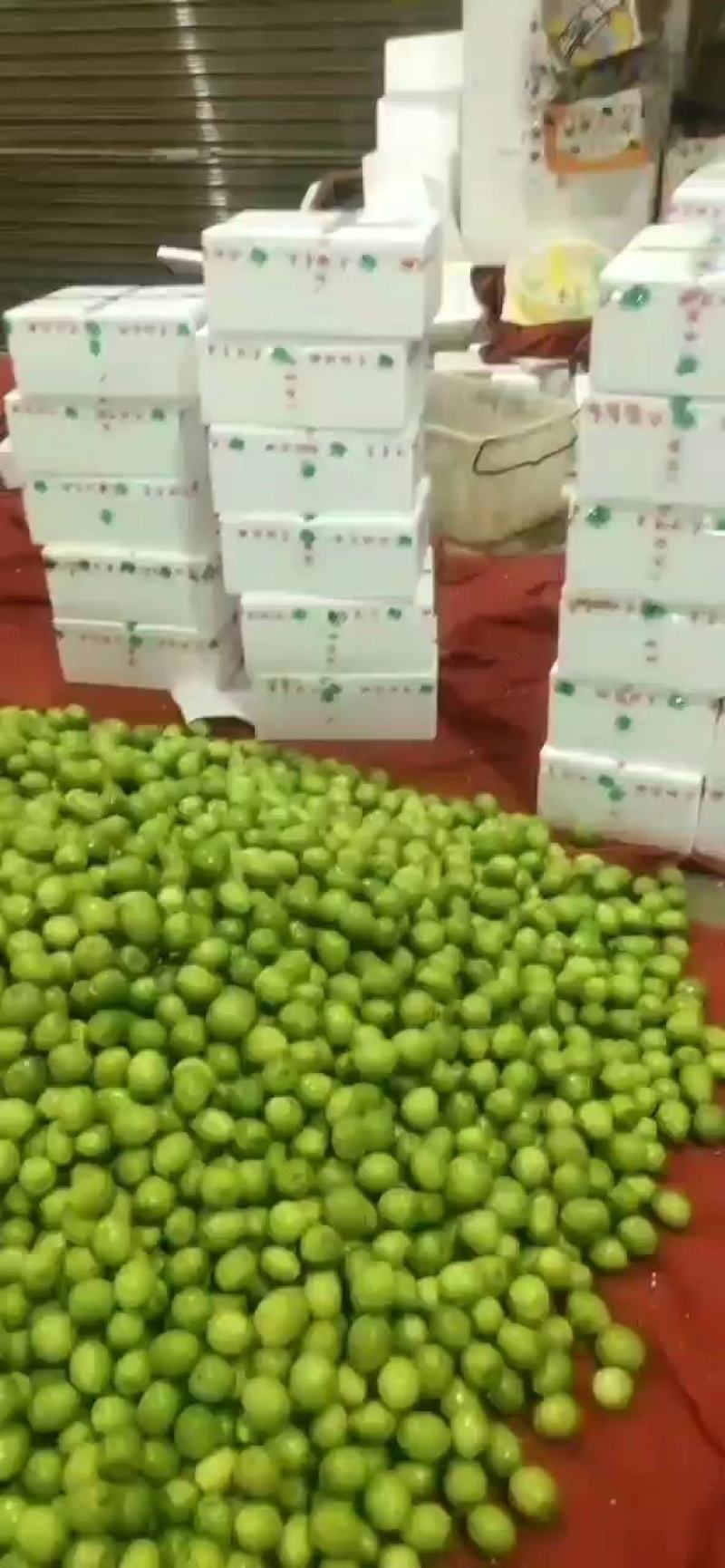 云南青枣香甜脆嫩可视频看货现摘现发应季水果