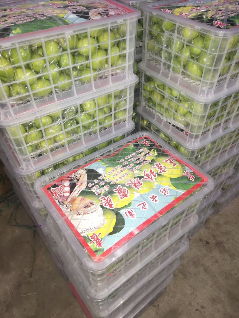 云南青枣香甜脆嫩可视频看货现摘现发应季水果