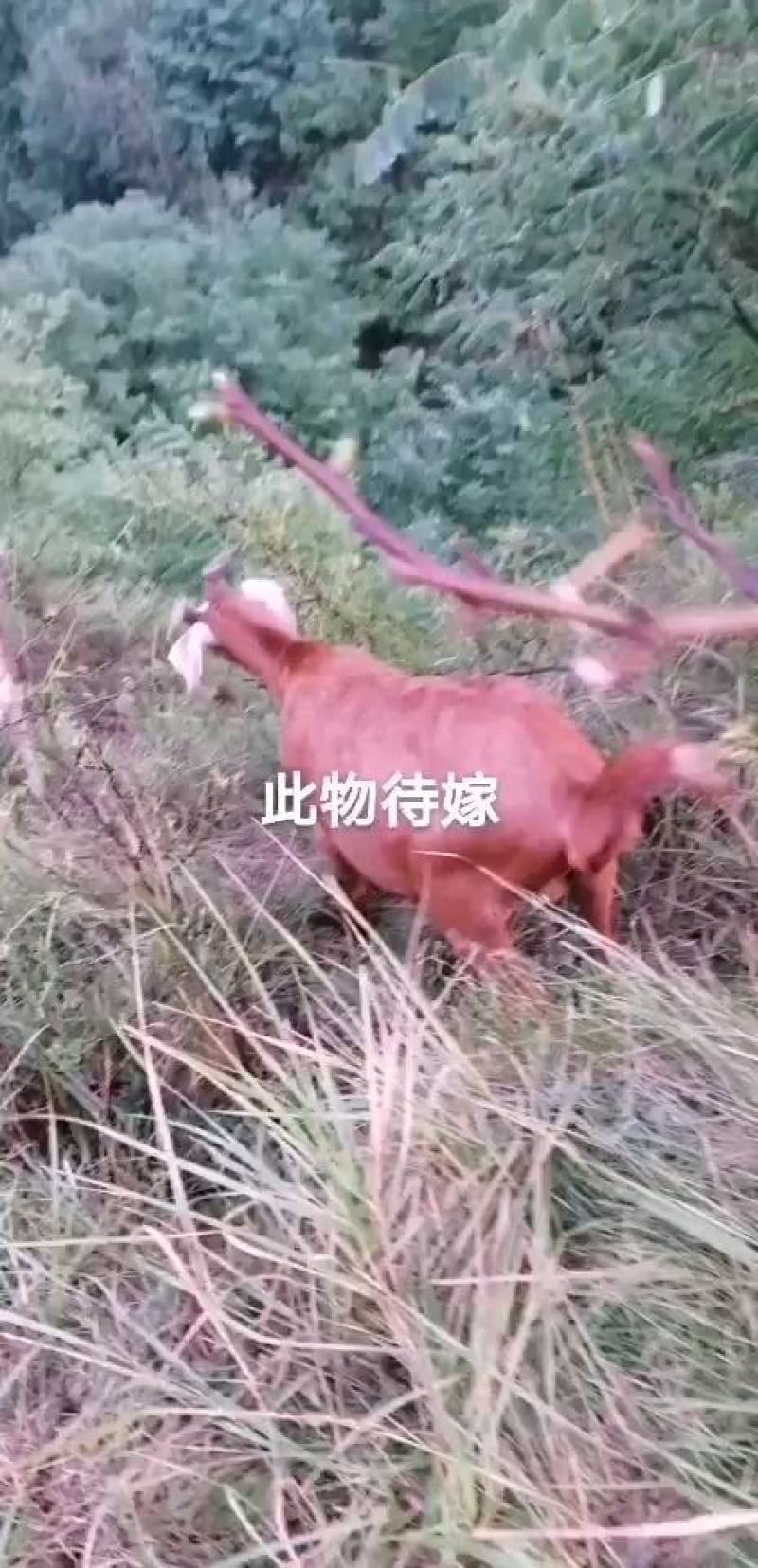【诚信经营】陇桥绿源”自然放养食草山羊可视频看货基地直发