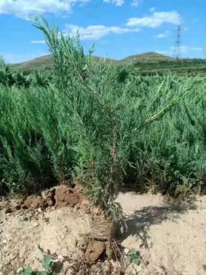 营养杯沙地柏绿化苗木