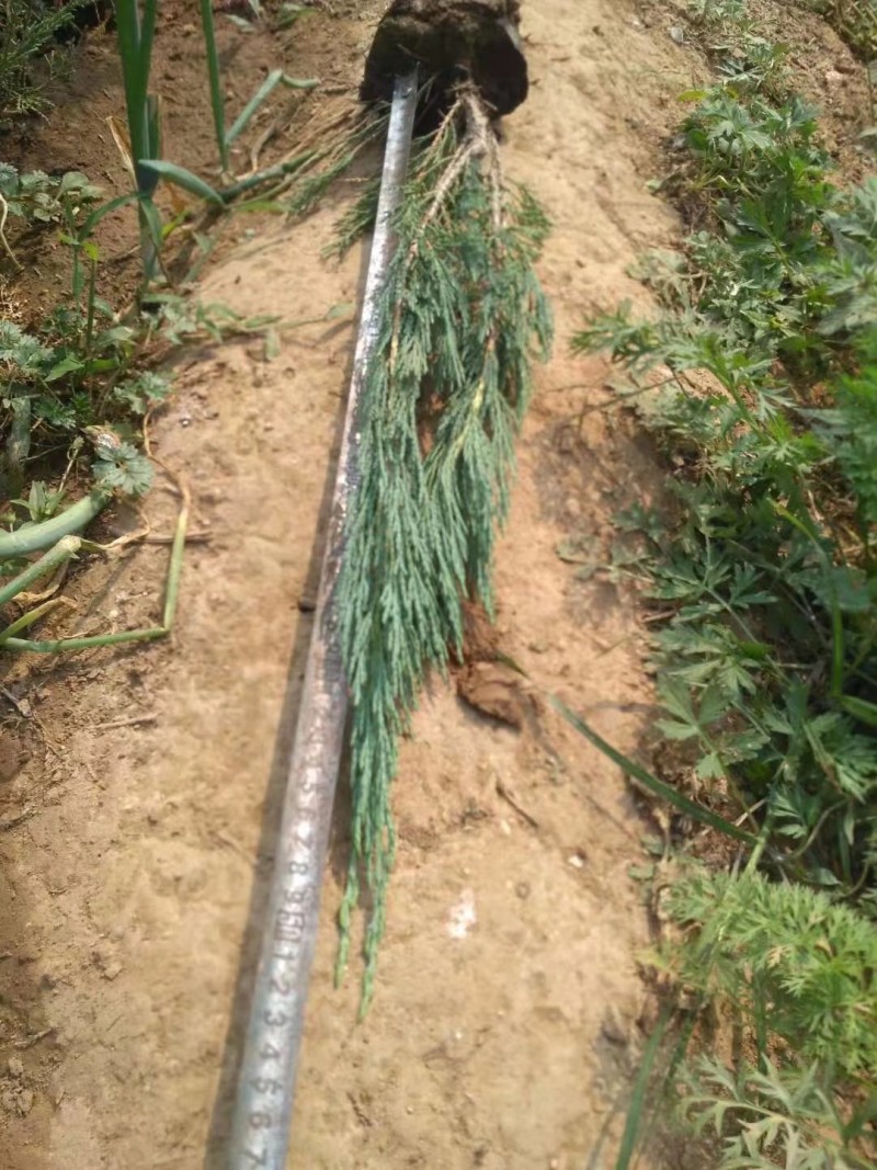 营养杯沙地柏绿化苗木