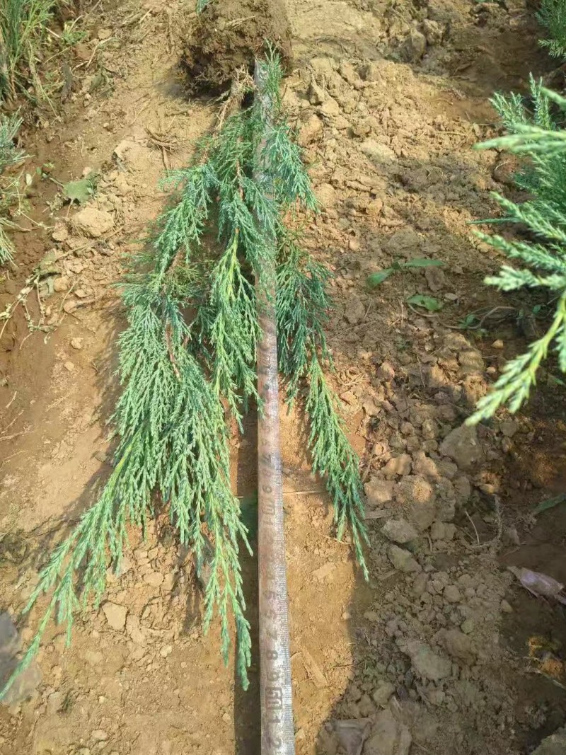 营养杯沙地柏绿化苗木