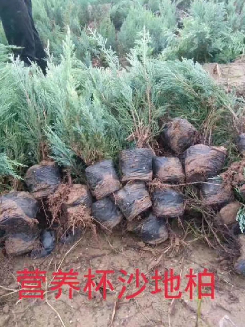 营养杯沙地柏绿化苗木