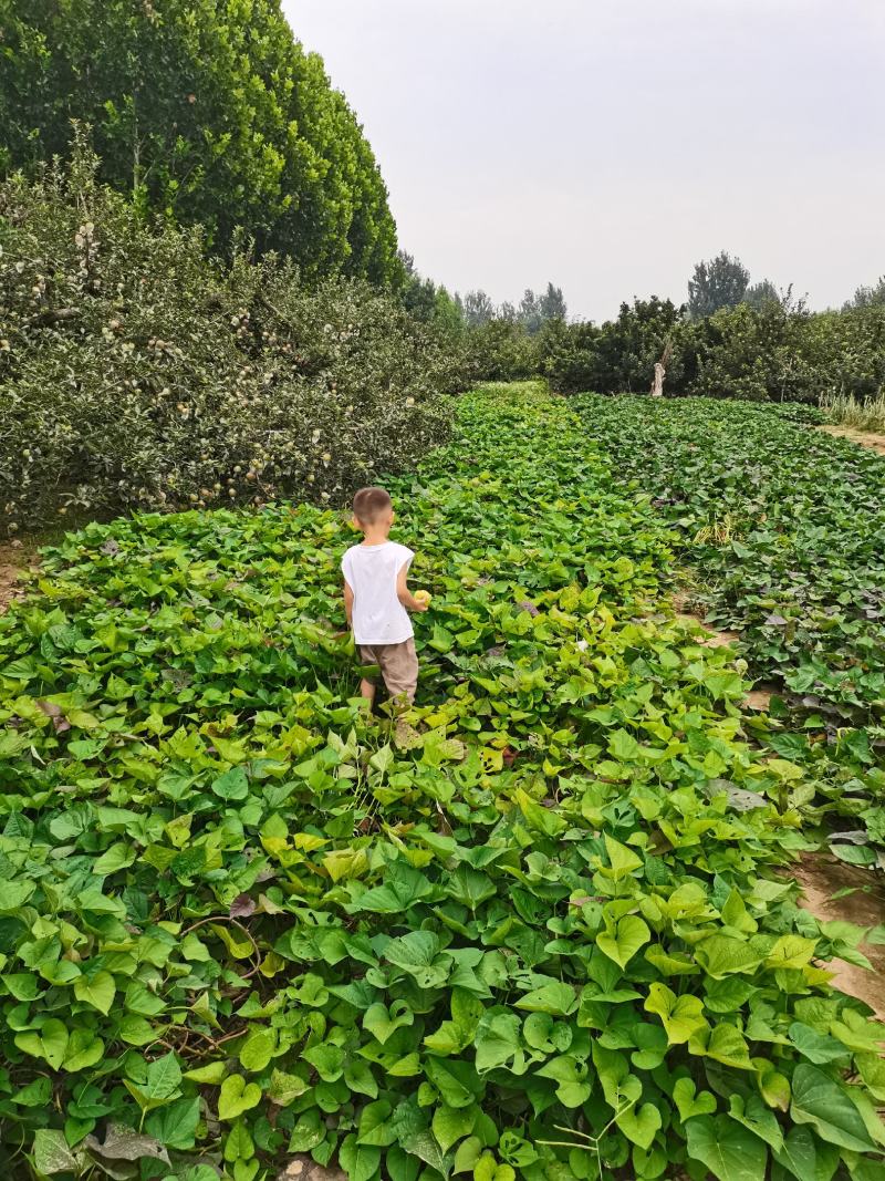 冠县苹果大量上市，欢迎老板选购