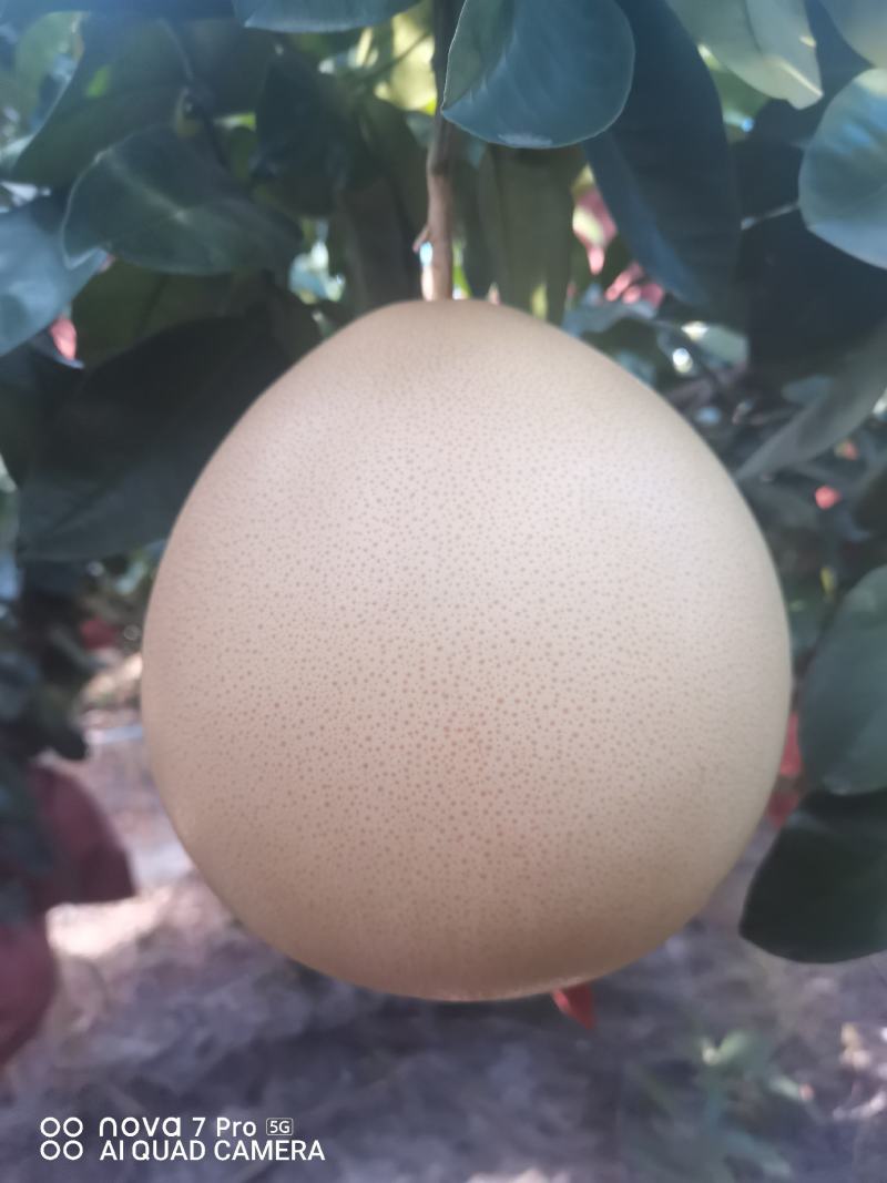 象州县三红柚
