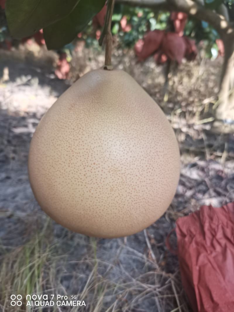 象州县三红柚