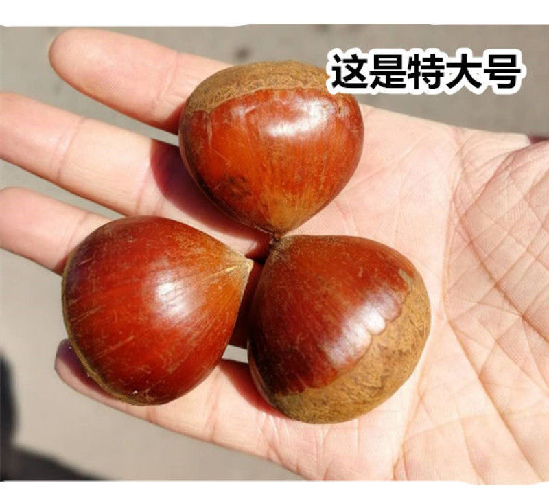 板栗新鲜板栗现摘现发板栗粉糯香板栗大板栗5斤装包邮