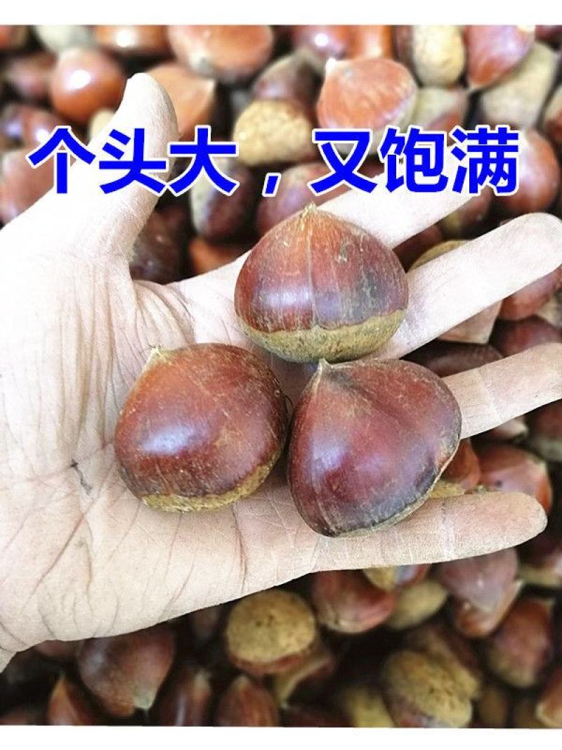 板栗新鲜板栗现摘现发板栗粉糯香板栗大板栗5斤装包邮
