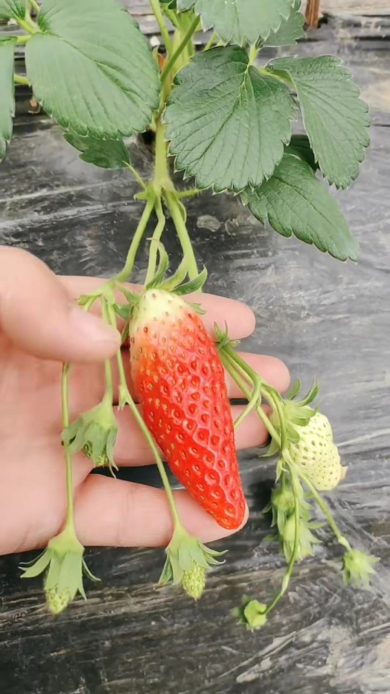 红颜草莓苗甜宝淡雪越秀香蕉黑珍珠梦之莹梦之芙真红美玲