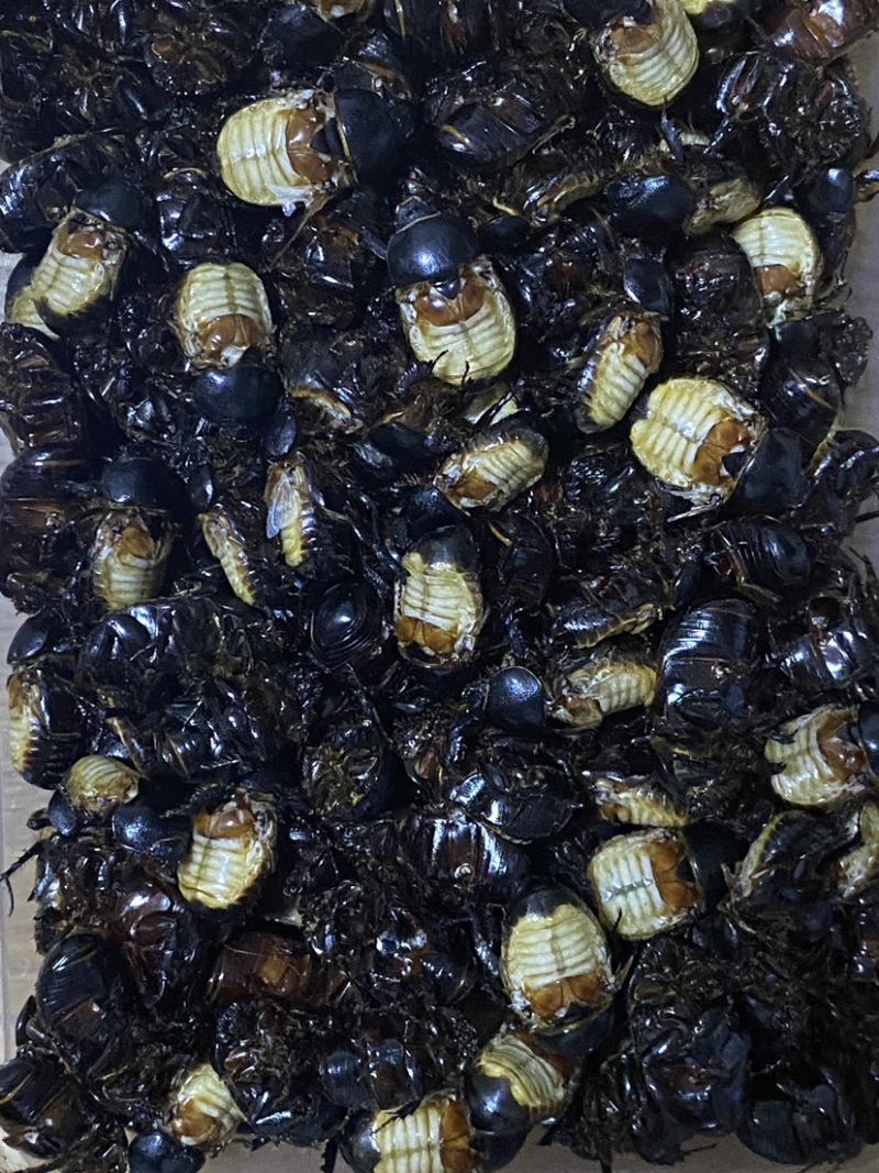 昆虫类，内蒙草原黑金龟子黑瞎闯，油壳螂