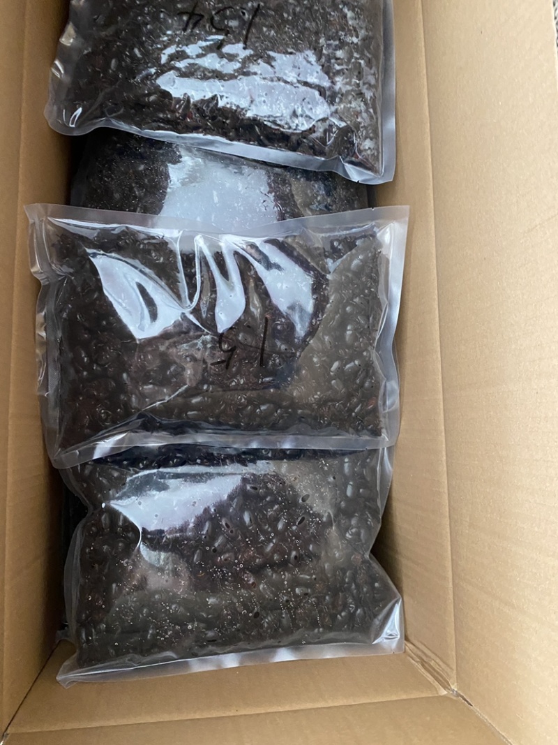 昆虫类，内蒙草原黑金龟子黑瞎闯，油壳螂