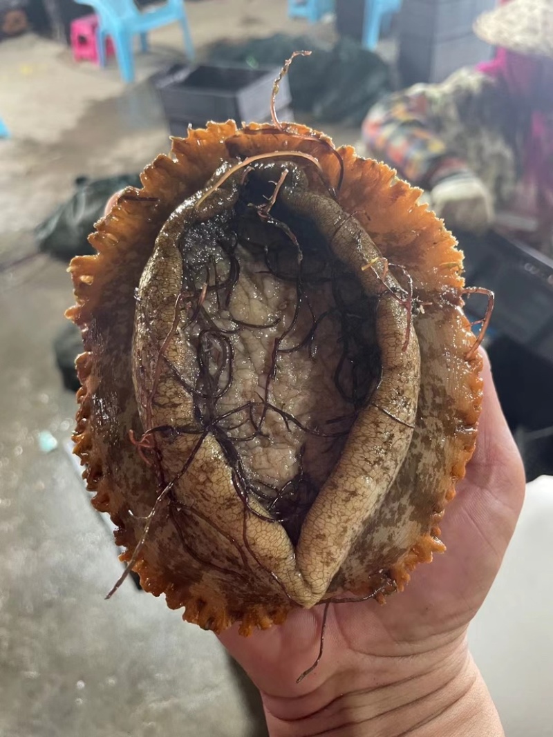 福建鼎鲜水产超级大鲍鱼