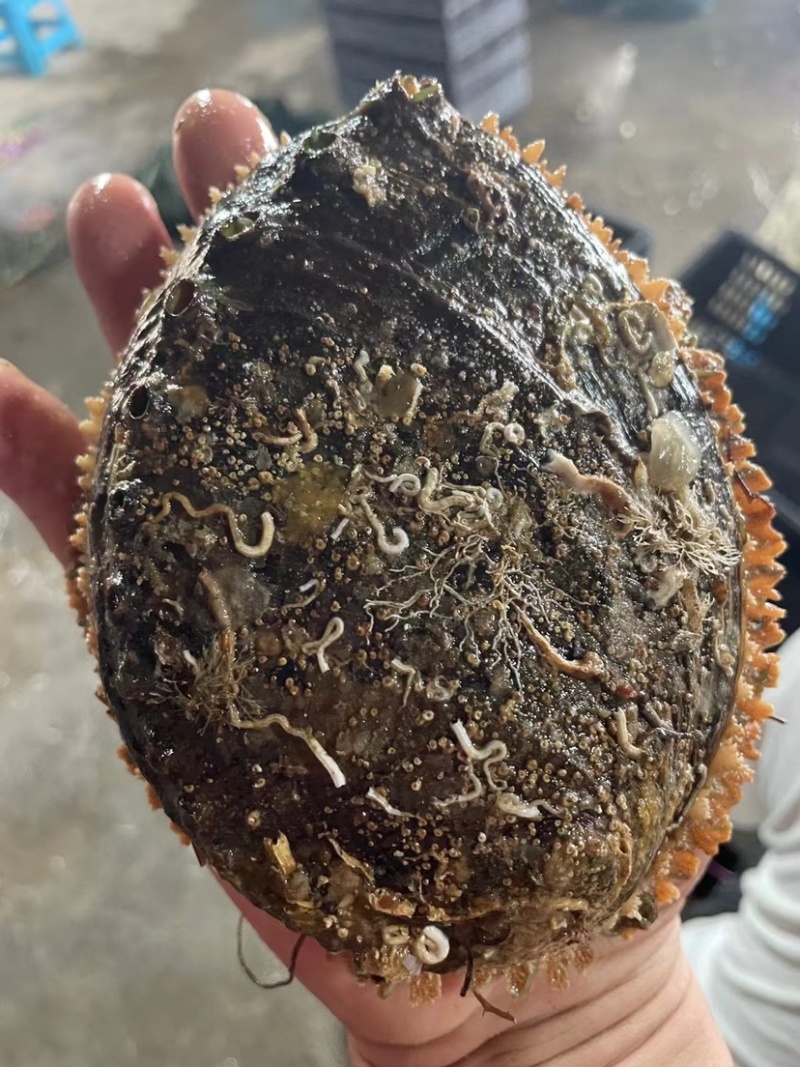 福建鼎鲜水产超级大鲍鱼