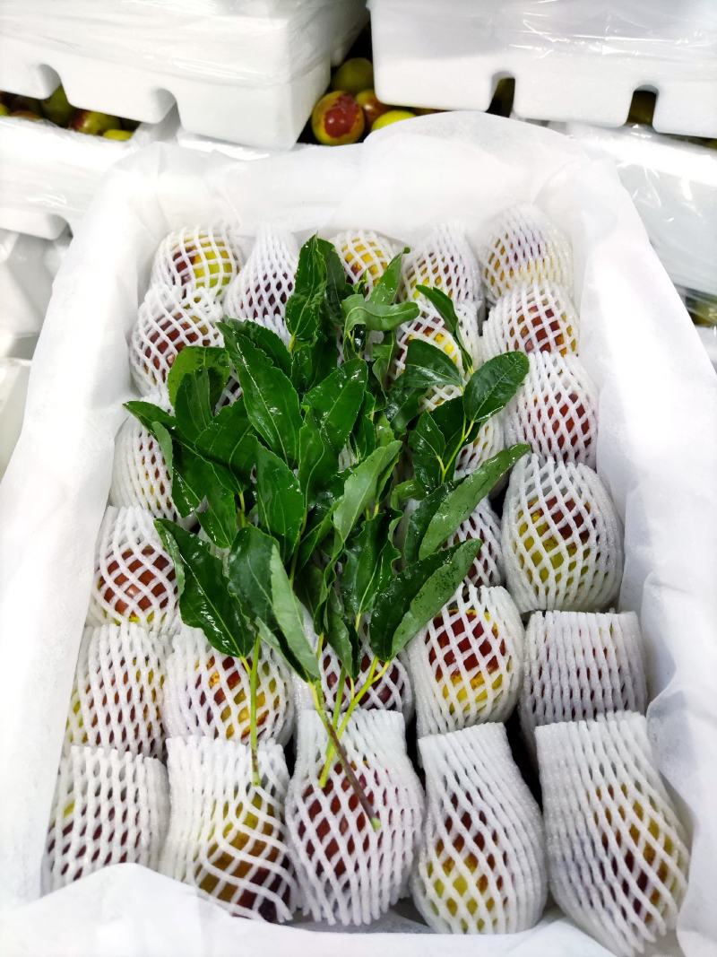 新疆牛奶脆枣，甜蜜暴击。现采现发新鲜冬枣特级大果全国可发