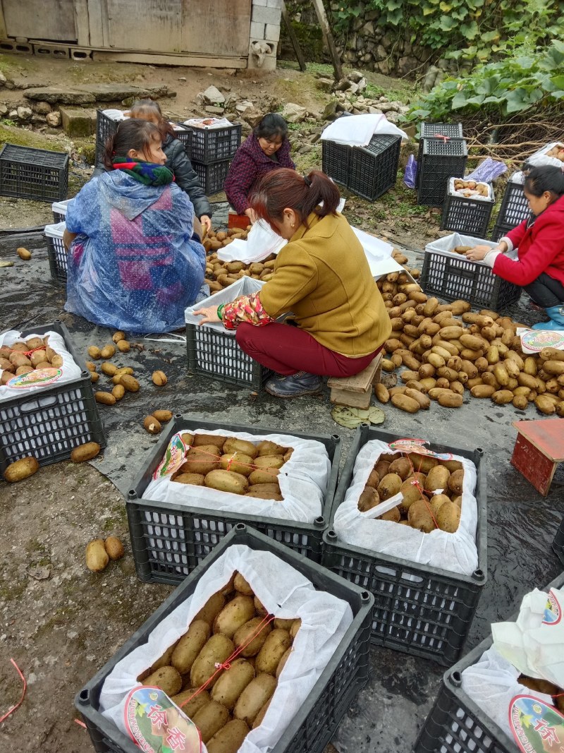 湖南省湘西州永顺县松柏镇高山米良绿心猕猴桃