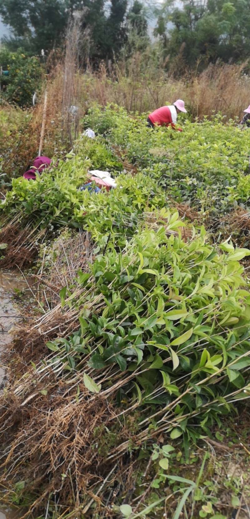 桂花苗【浙江】金桂八月桂银桂丹桂日香四季桂桂花小苗