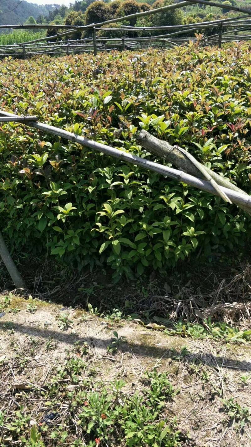 桂花苗【浙江】金桂八月桂银桂丹桂日香四季桂桂花小苗