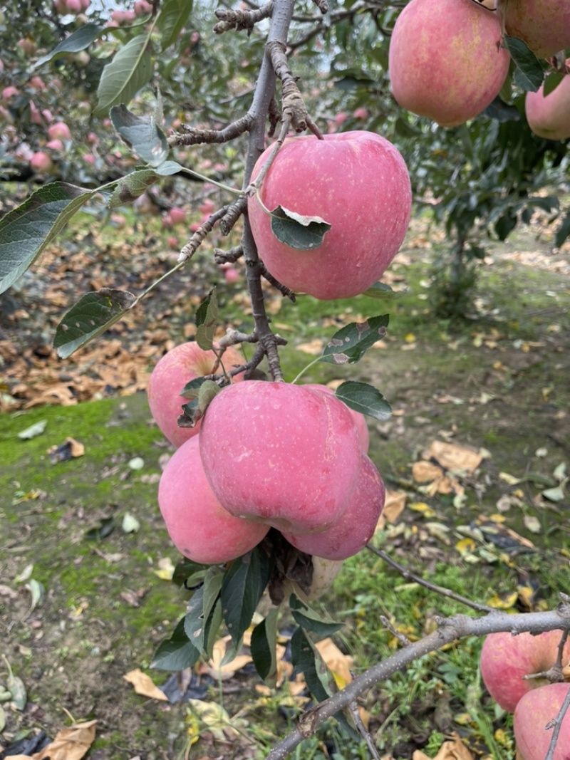 山东苹果产地山东红星苹果大量上市万亩苹果品质优良