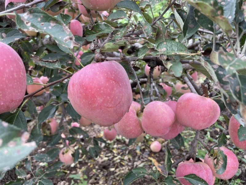 山东苹果产地山东红星苹果大量上市万亩苹果品质优良