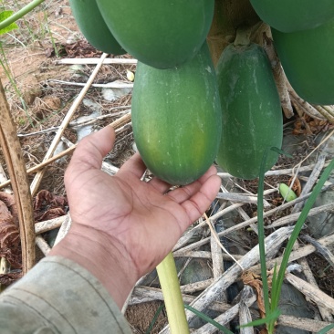 木瓜