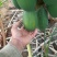 木瓜
