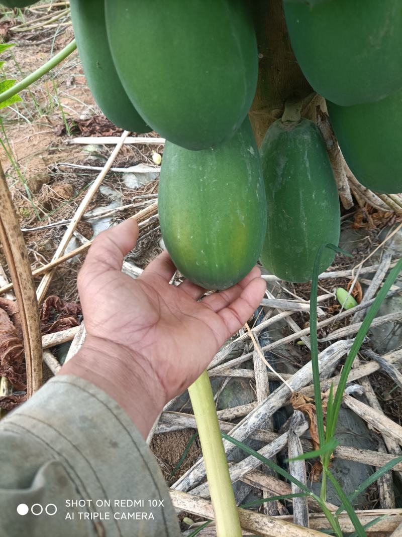 木瓜