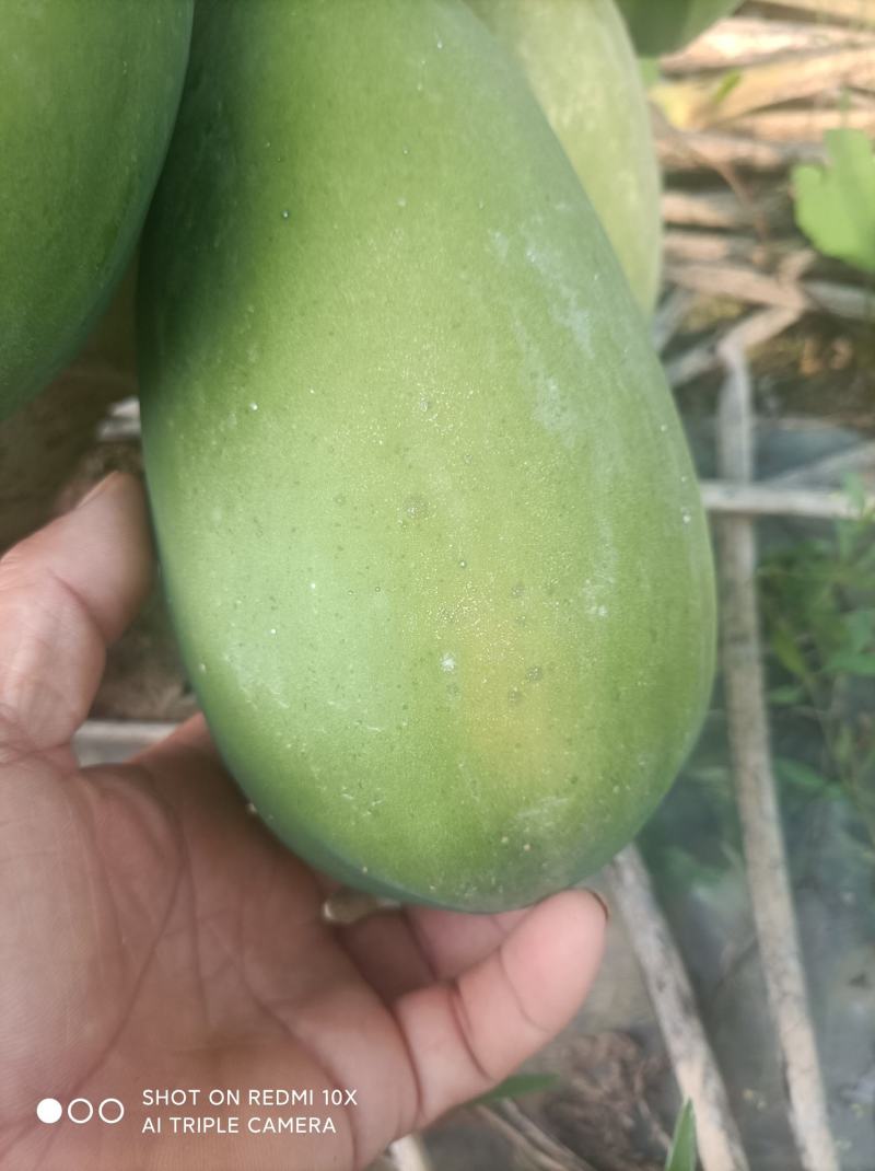 木瓜