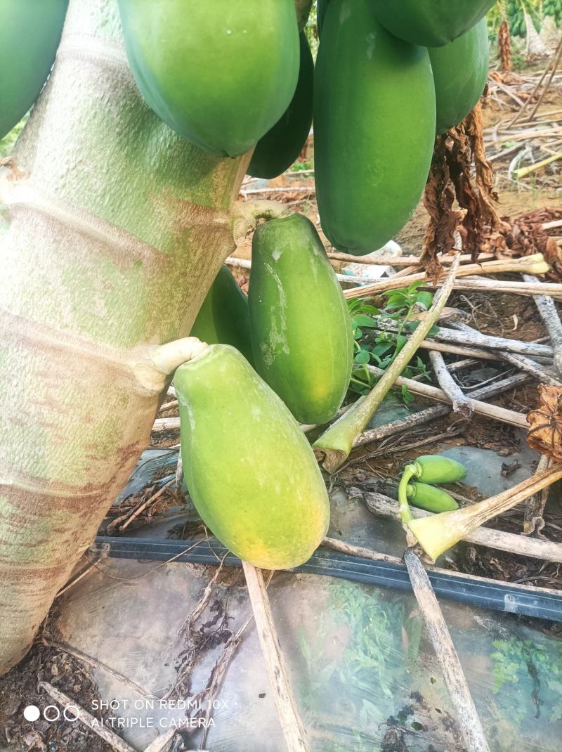 木瓜