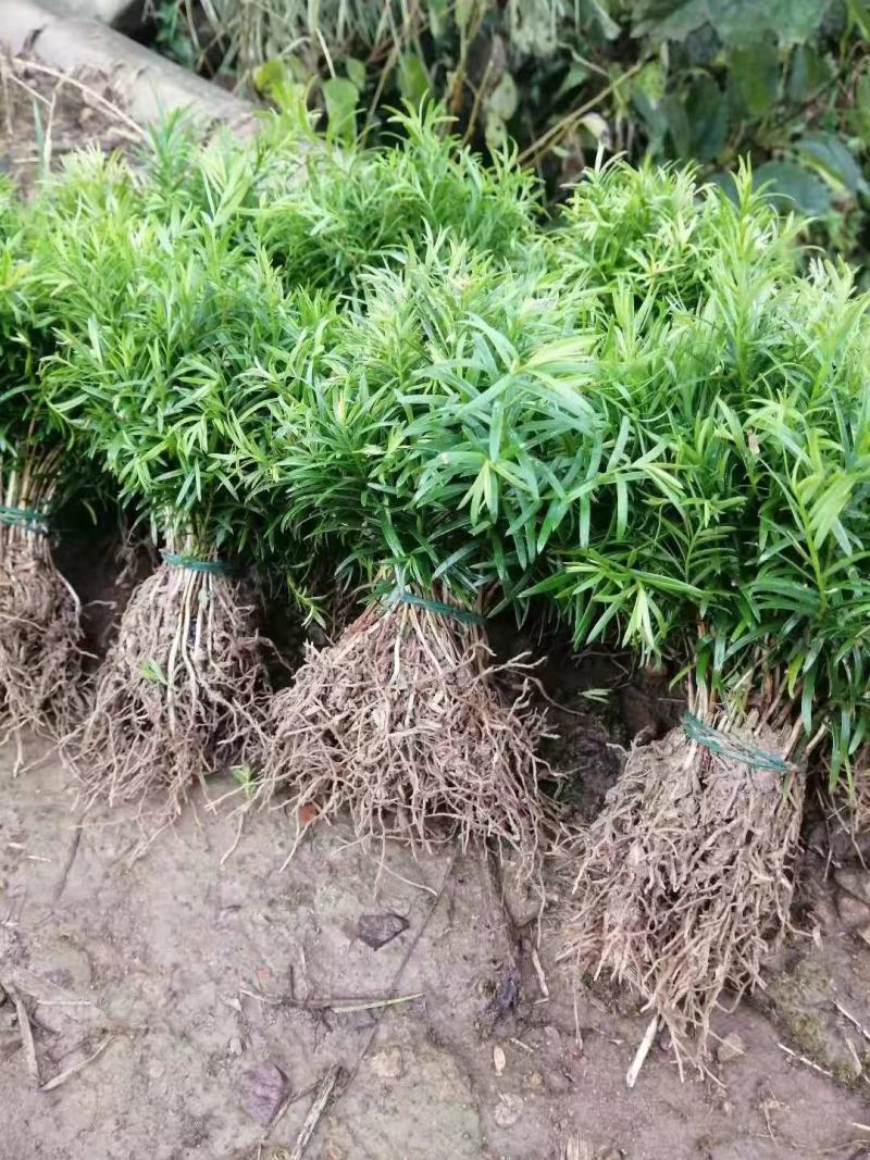 红豆杉苗【浙江】南方红豆杉小苗曼地亚2-18公分