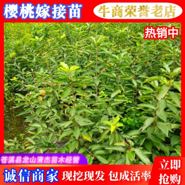 四川苍溪县,瑪瑙红樱桃嫁接苗及乌克兰,包成活免费指导技术