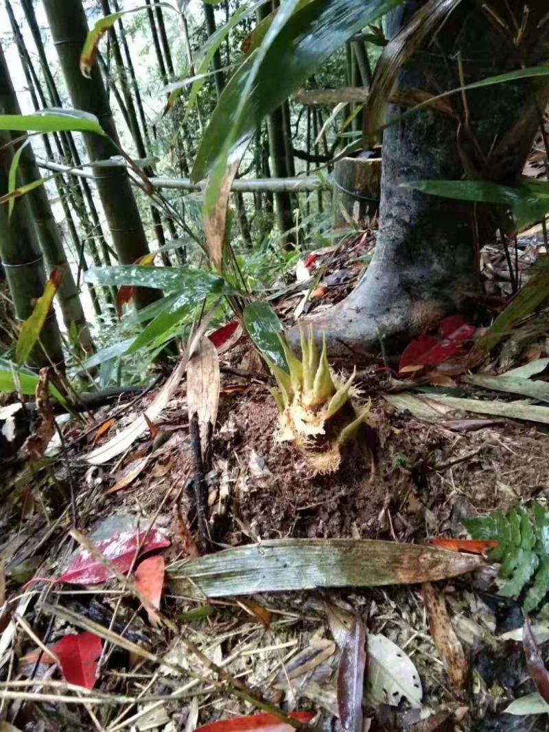 湖南特产春笋农家自制野生笋干纯手工天然日晒的无添加