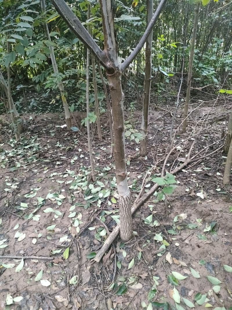 美国黑核桃苗，自己家的苗价格可以面谈，大小规格不一样价格