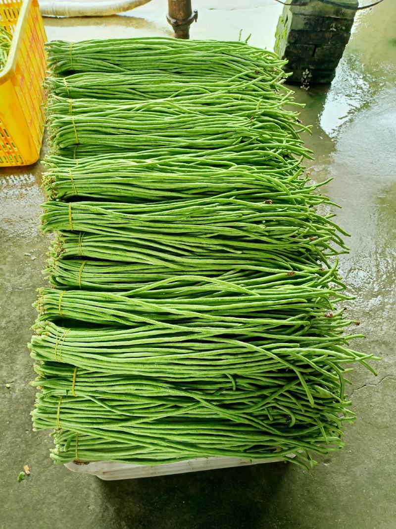 泡豇豆豇豆豇豆豇豆豇豆豇豆豇豆豇豆豇豆豇豆豇豆豇