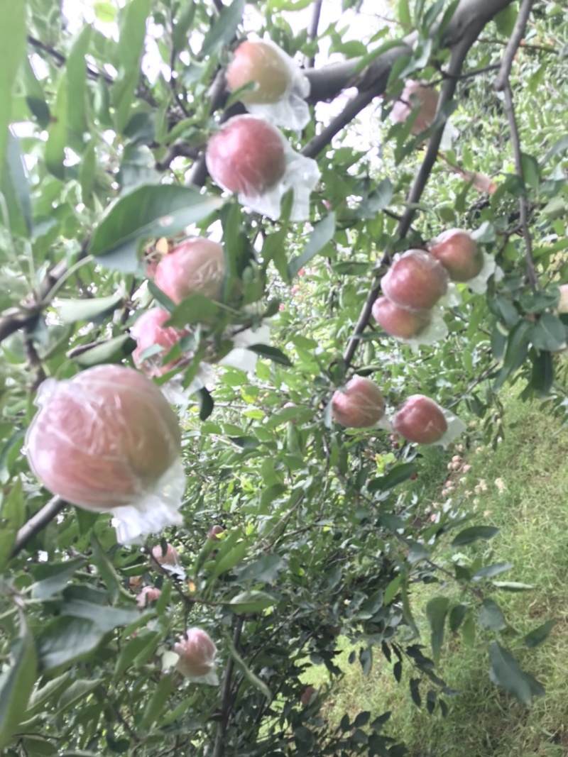玫瑰红红星