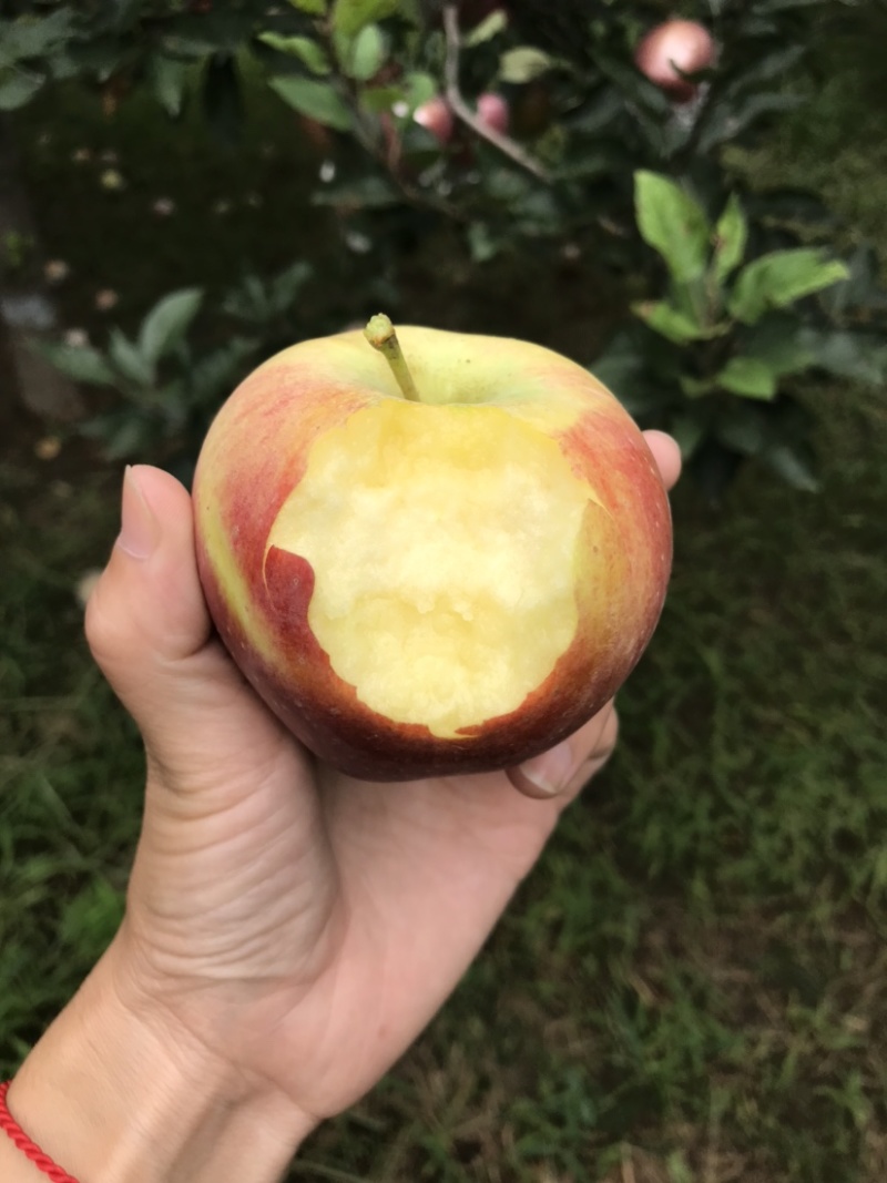 玫瑰红红星