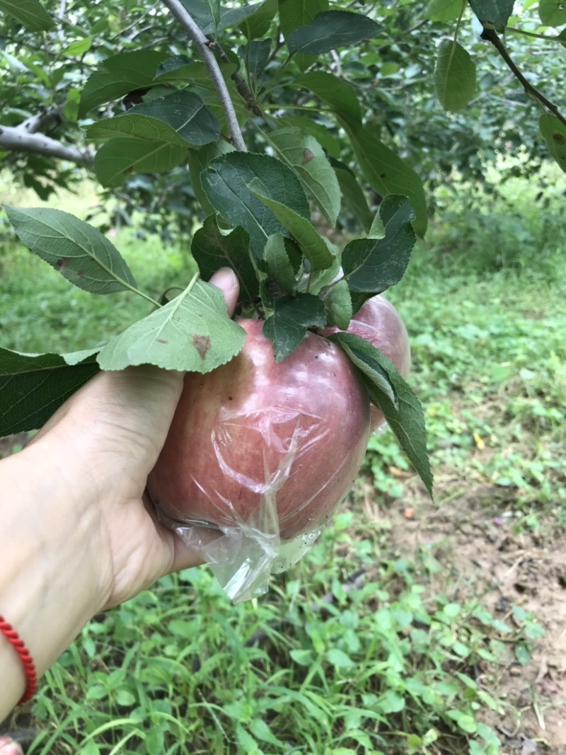 玫瑰红红星