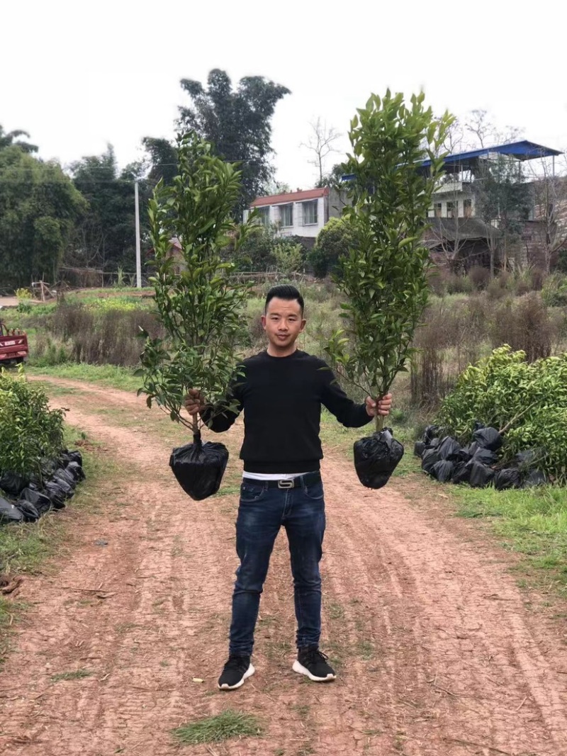 推荐新品种爱媛46号柑橘苗阿蜜达柑橘苗阿蜜达苗