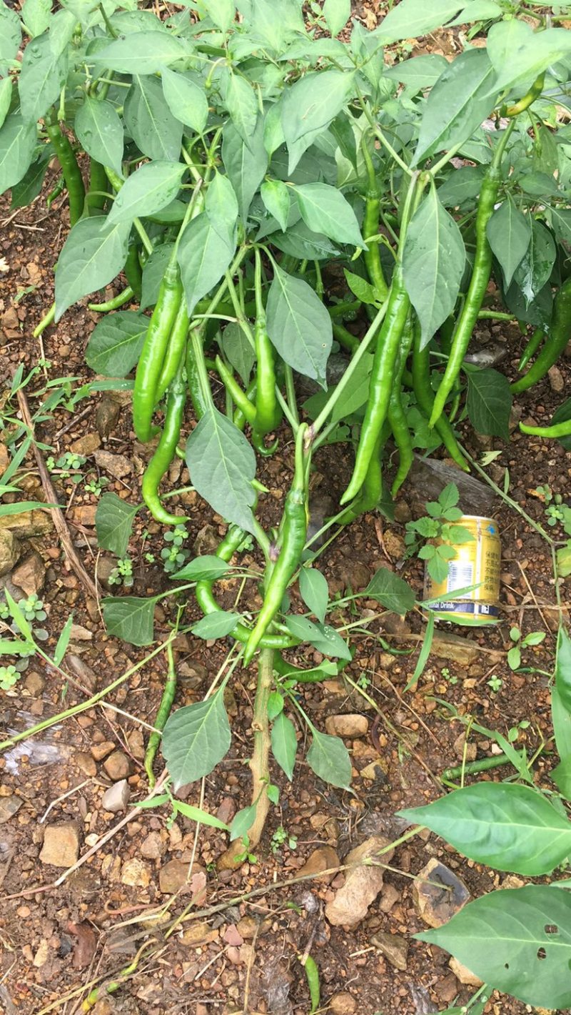 贵州二荆条