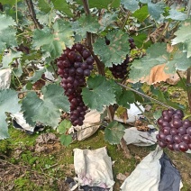 巨峰葡萄