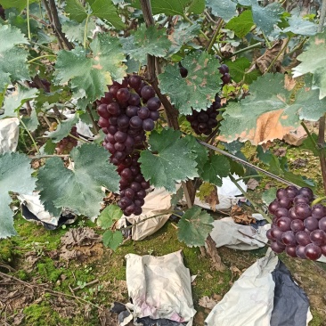 巨峰葡萄