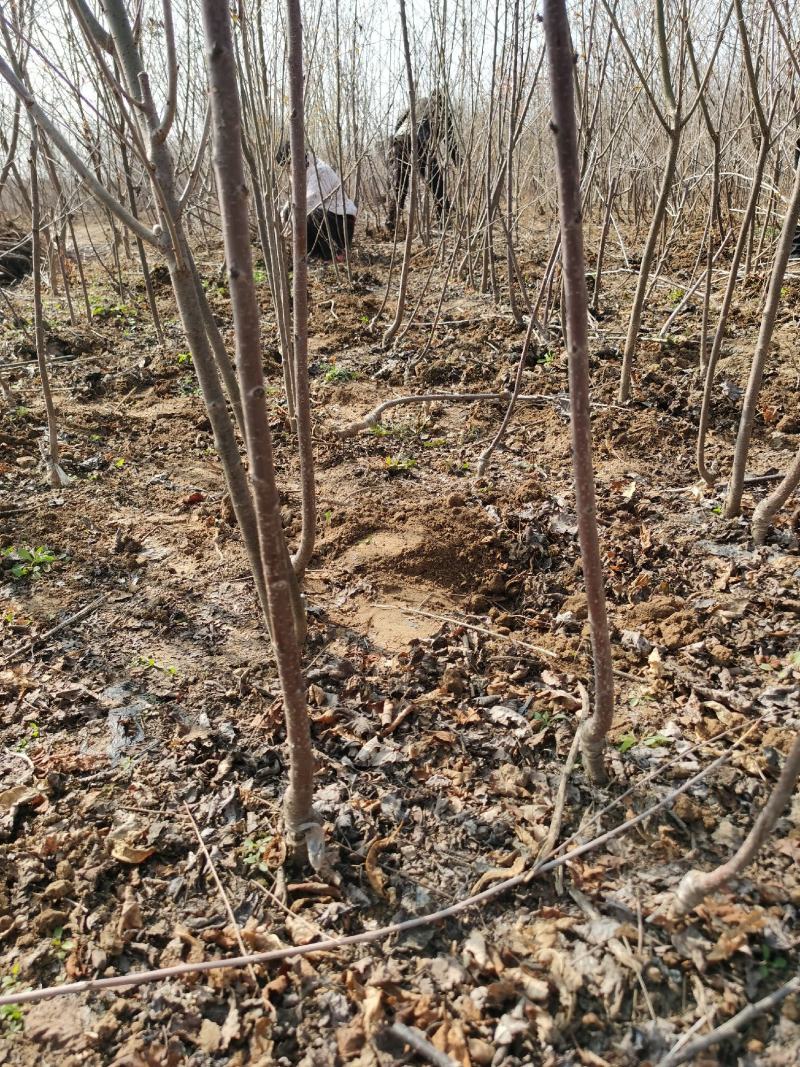 苹果树苗规格齐全品种多河南周口苹果苗成活率高