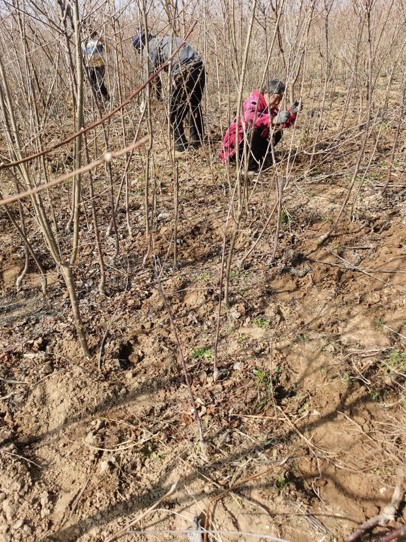 苹果树苗规格齐全品种多河南周口苹果苗成活率高