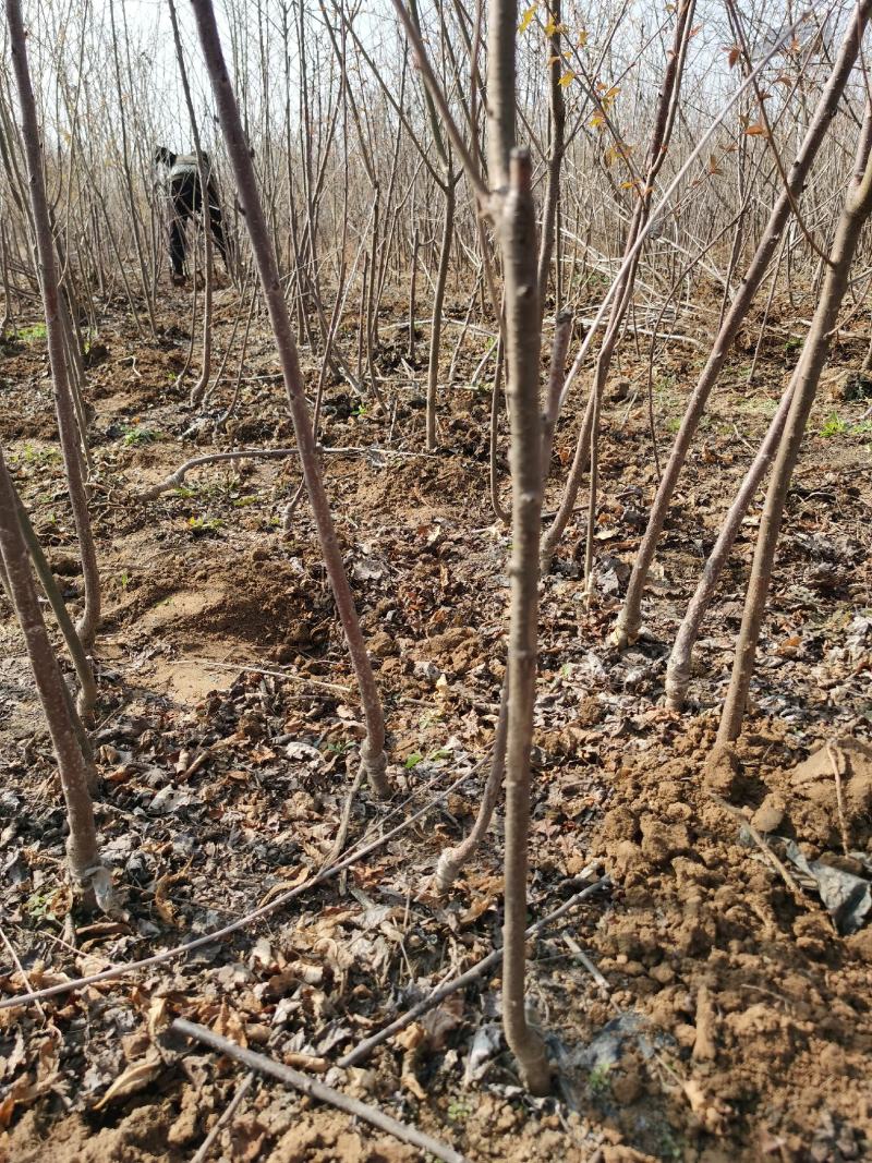 苹果树苗规格齐全品种多河南周口苹果苗成活率高