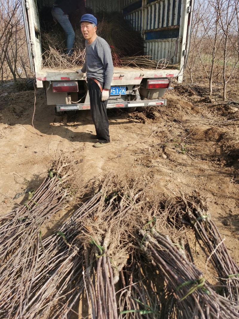 苹果树苗规格齐全品种多河南周口苹果苗成活率高