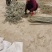 杨树种条无絮杨树苗种条段107速生杨树苗种条
