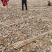 杨树种条无絮杨树苗种条段107速生杨树苗种条