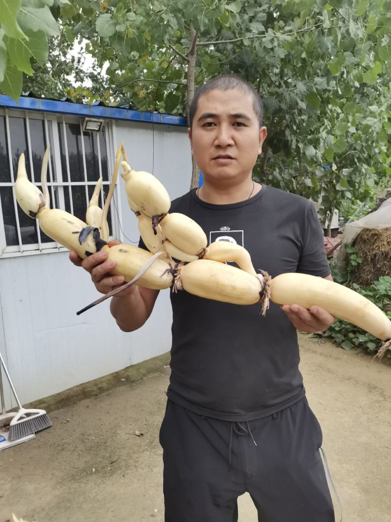 推荐好莲藕长期出售莲藕3735，寻求长期合作。